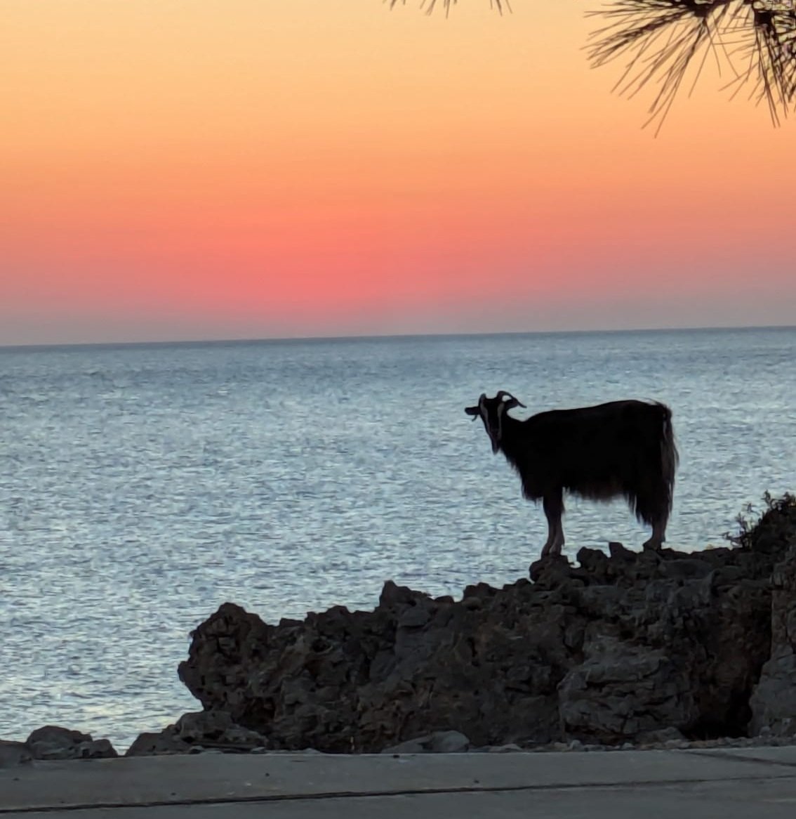 Capra di Karpathos, sitaka