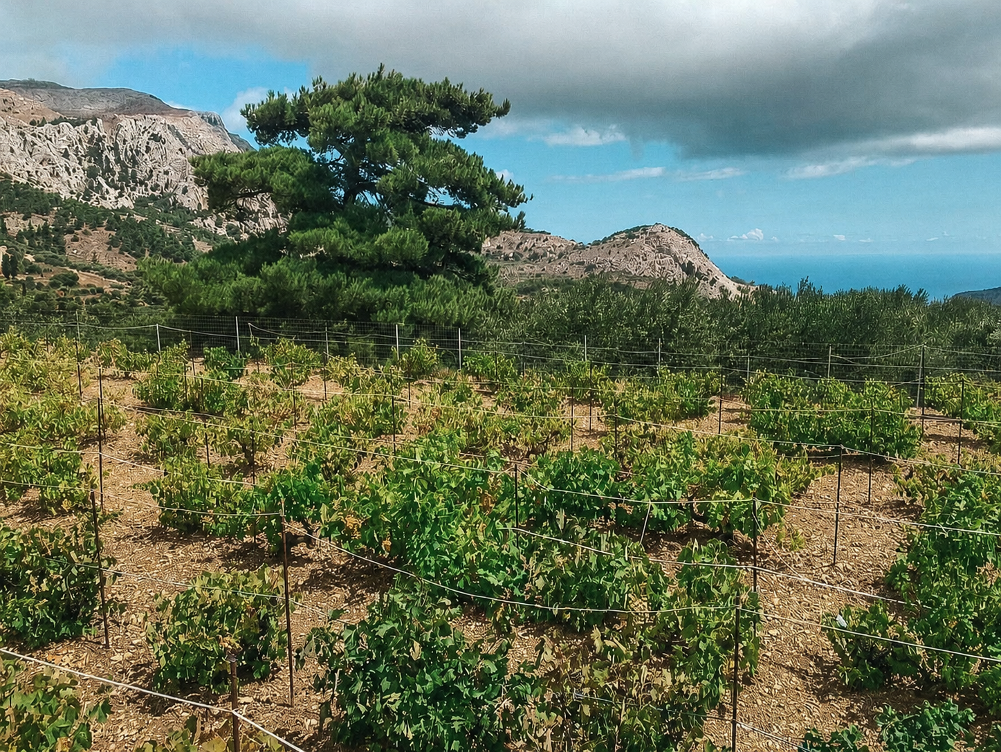 Bicchiere di vino su un tavolo con vista sulle colline vinicole di Karpathos